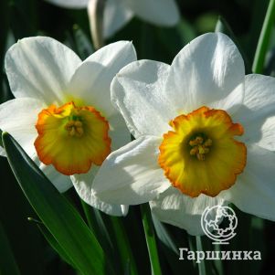 

Нарцисс Флауер Рекорд крупнокорончатый 5шт.