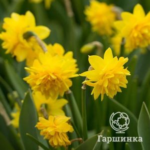 

Нарцисс Тет Букле мини 5шт.