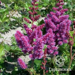 Астильба китайская Пепл Глори