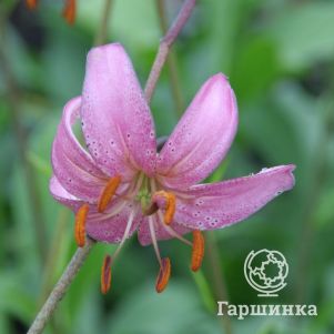 

Лилия Канди Монинг кудреватая