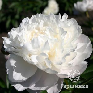 

Пион Амалия Олсон