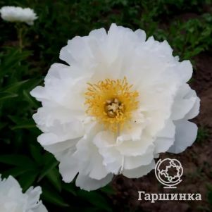 

Пион Фринжед Айвори