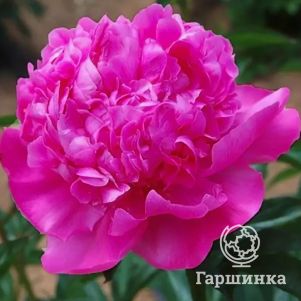 

Пион Себастьян Маас