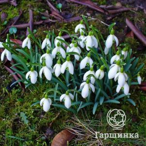 

Подснежник Белоснежный простой 5шт