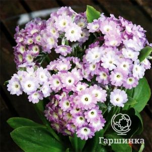 

Примула Бартл