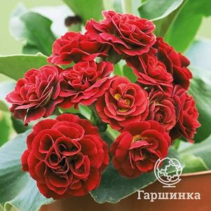 

Примула Пегасус