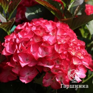 Гортензия Ред Энджел (Красный Ангел) крупнолистная (макрофила)