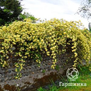 

Роза Бэнкс