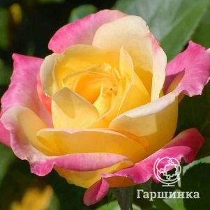 

Роза Флорида кустарниковая, Топалович