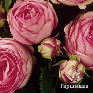 

Роза Хеппи Пиано чайно-гибридная
