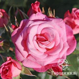 Роза Ксения флорибунда, Топалович