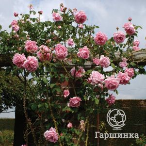 

Роза Мадам Каролина Тесту