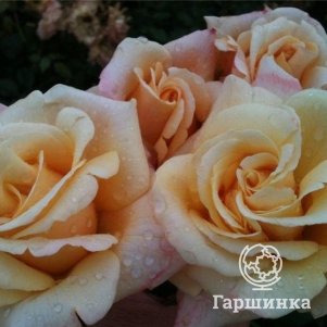 

Роза О Хэппи Дэй чайно-гибридная, Топалович