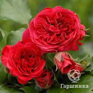      , Imperial Rose