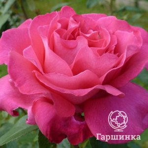 

Роза Веласкес чайно-гибридная, Топалович