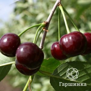 Вишня Ровесница