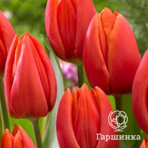 

Тюльпан Оранж Кассини Триумф 5 шт