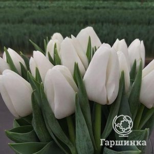

Тюльпан Антартика Триумф 5 шт