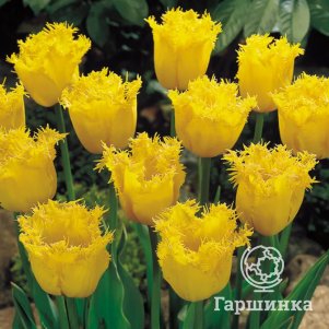 

Тюльпан Гамильтон бахромчатый 5шт