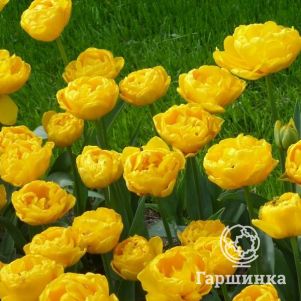 

Тюльпан Голд Февер 5 шт