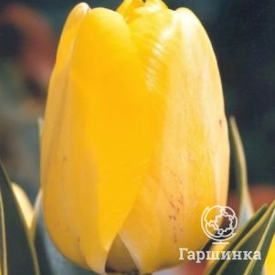 

Тюльпан Хэппи Дизайн Дарвина 5 шт