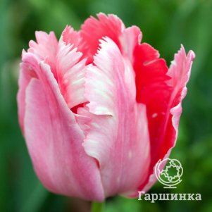 

Тюльпан Лион Кинг бахромчатый 5шт.