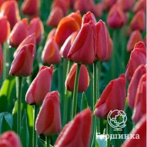 

Тюльпан Парад Дарвина 5шт.