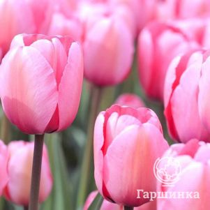 

Тюльпан Пинк Импрешн Дарвина 5шт