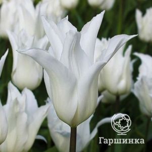 Тюльпан Уайт Триумфатор лилиецветный 4 шт