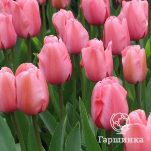 

Тюльпан Ван Эйк Дарвина 5шт