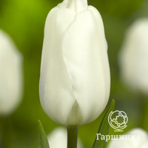 Тюльпан Вайт Флаг 5 шт