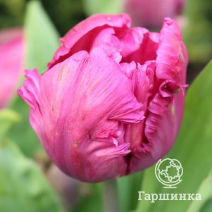 

Тюльпан Веберс Пэррот Пинк попугайный 4шт
