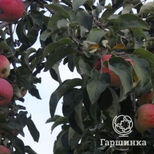 

Яблоня Желанное