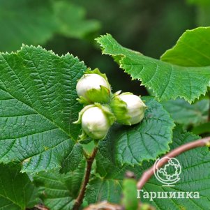 

Лещина обыкновенная (фундук) Нотингам Фручбар