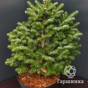 

Пихта корейская Дискус