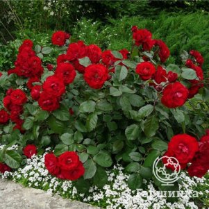 

Роза Оранж Лаваглут