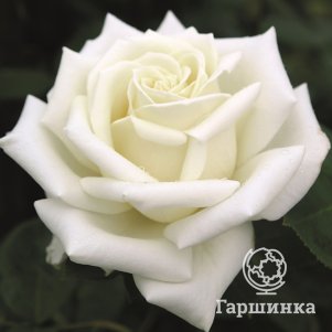 Роза Поларштерн чайно-гибридная, Топалович