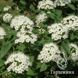

Пузыреплодник Тинден Парк