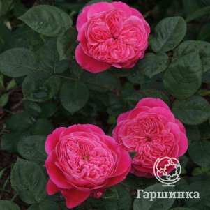 

Роза Академия чайно-гибридная