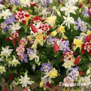 

Аквилегия обыкновенная микс