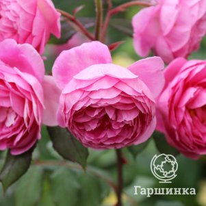 

Роза Алан Титчмарш, Питомник роз Королева Роза