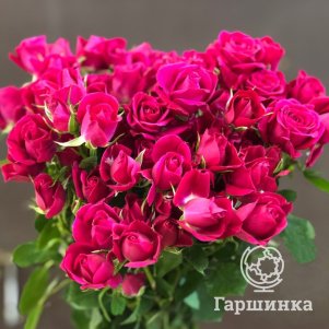 

Роза Алисия, Питомник роз Королева Роза
