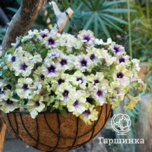 

Петуния Амазонас Плам Кокату
