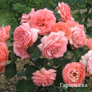 Роза Амелия Ренессанс шраб, Питомник роз Королева Роза - фото 1