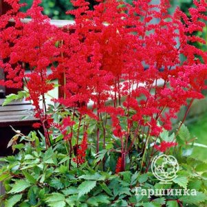 

Астильба Арендса Ротлихт