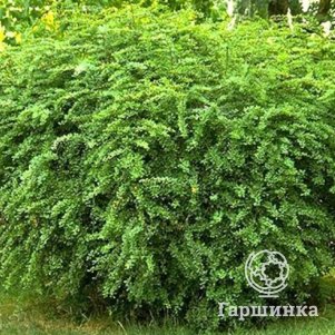

Барбарис Тунберга Дартс Дефайнс