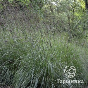 

Бородач Жерарди