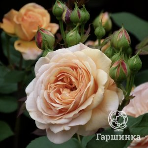 

Роза Чарльз Дарвин, Питомник Розы Фокино