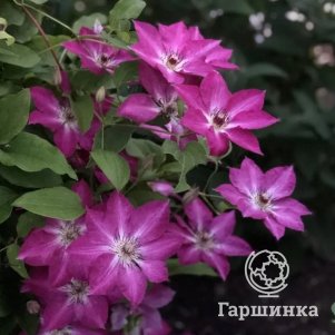

Клематис Полония Реститута крупноцветковый(2)