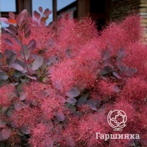 

Скумпия кожевенная Мэджикал Ред Фонтан